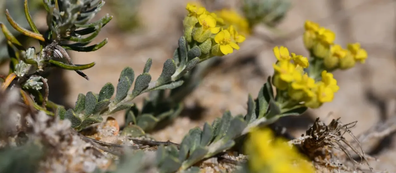 Alyssum loiseleurii