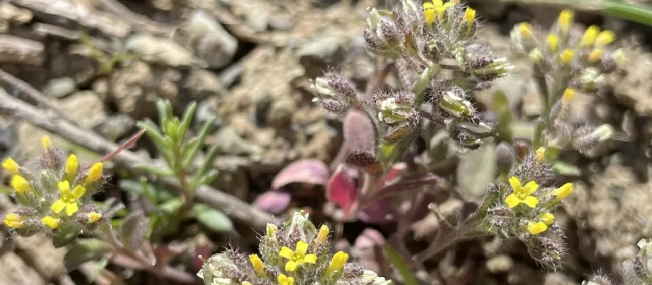 Alyssum minutum