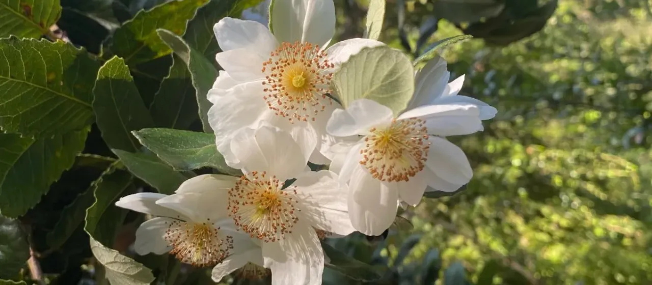 Eucryphia x nymansensis