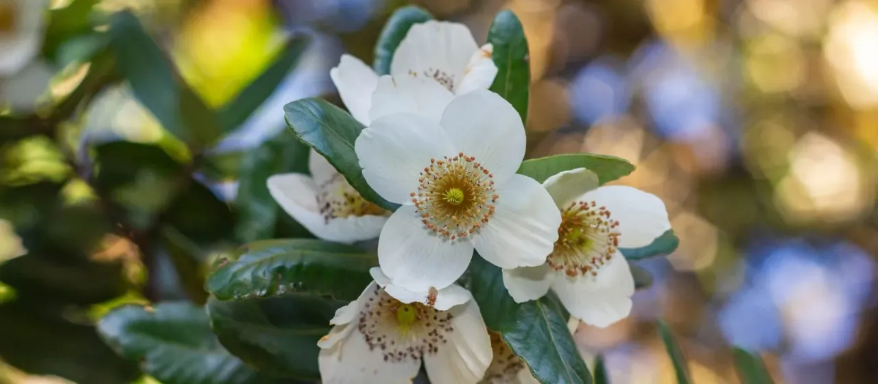 Eucryphia cordifolia