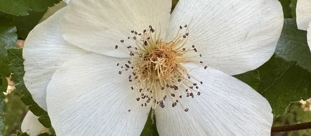 Eucryphia glutinosa