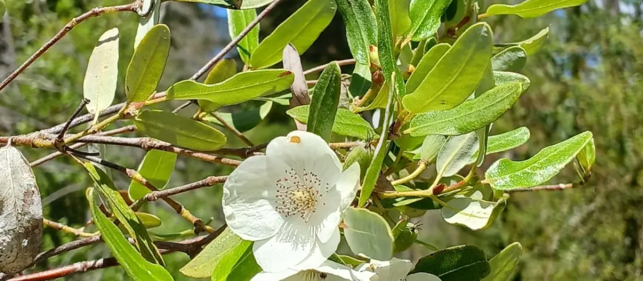 Eucryphia x intermedia