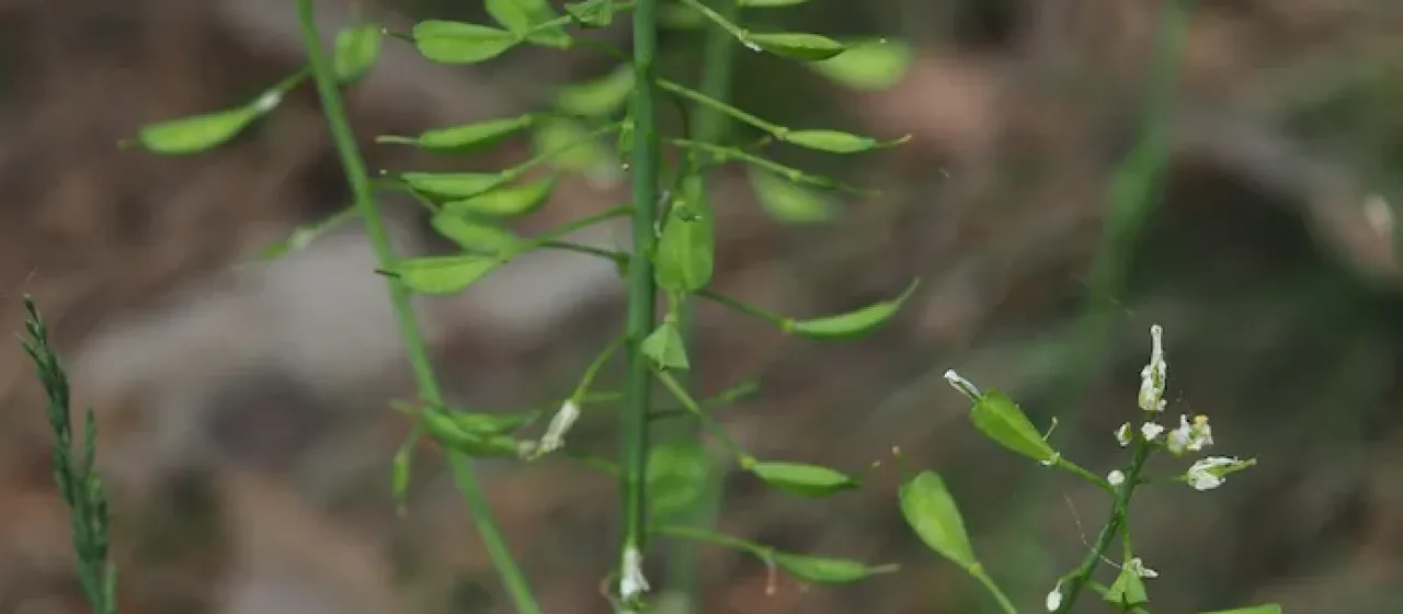 Noccaea goesingensis