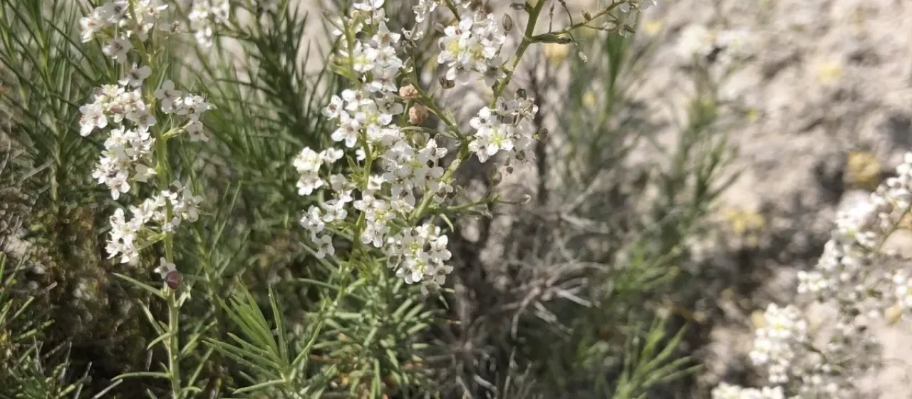 Lepidium subulatum