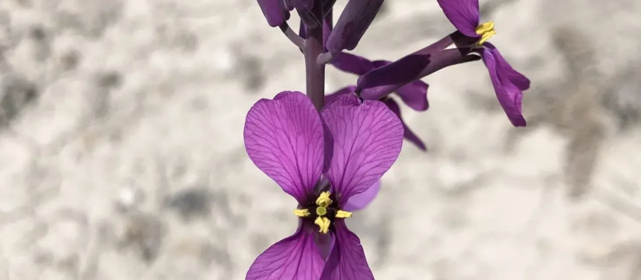 Moricandia moricandioides