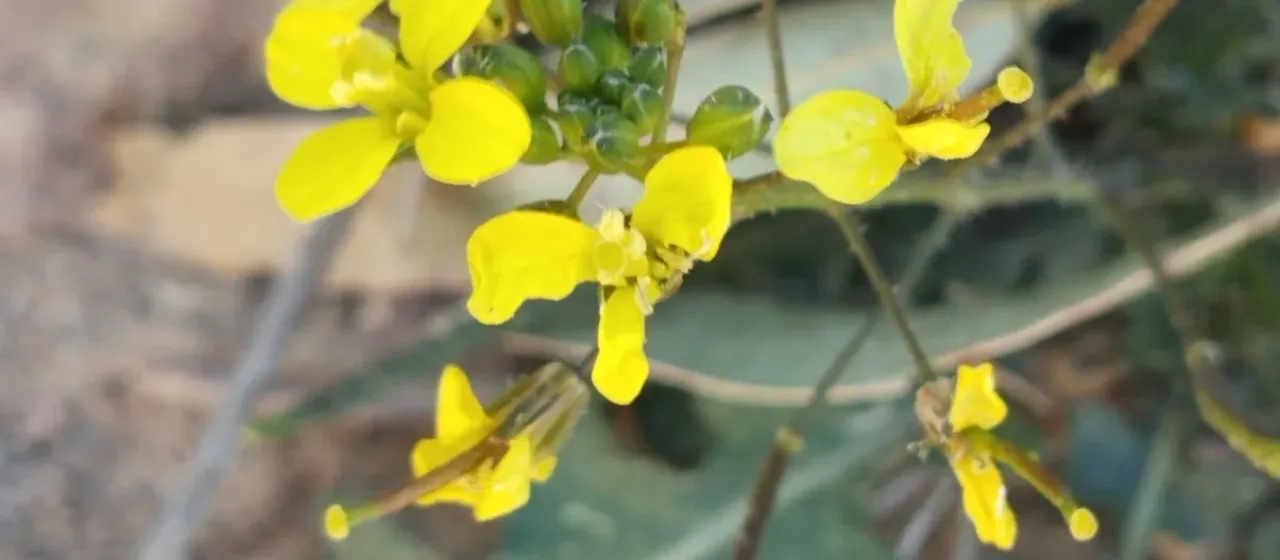 Diplotaxis ilorcitana