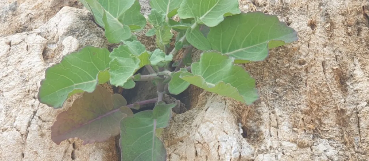 Brassica macrocarpa