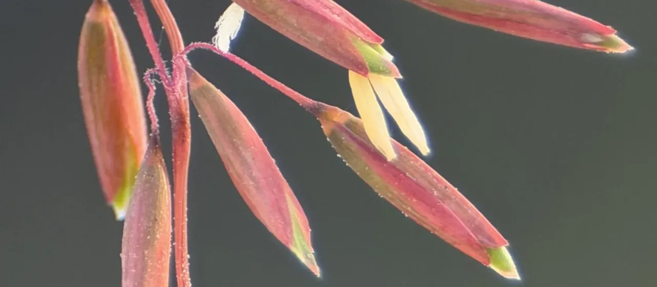 Perennial veldt grass