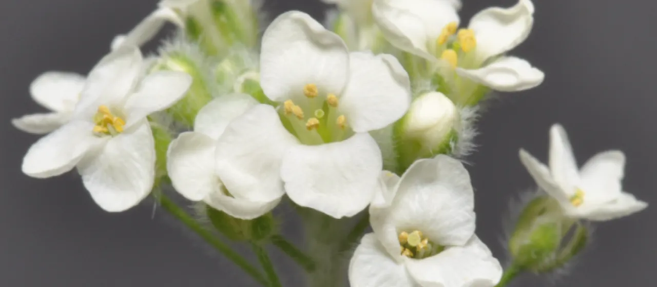 Brassica procumbens