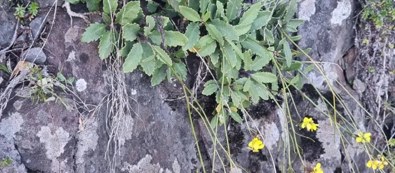 Sinapidendron frutescens