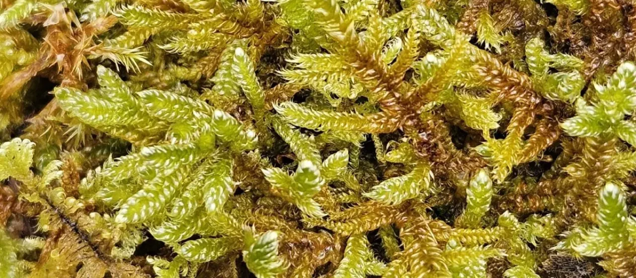 Hypnum lacunosum