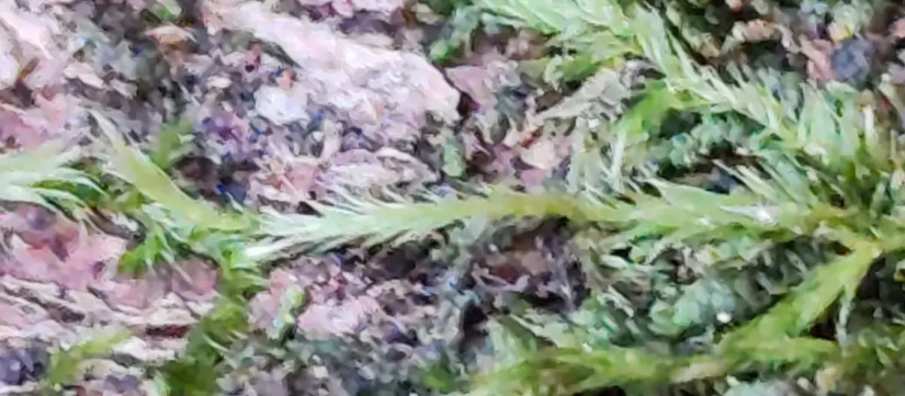 Hypnum resupinatum