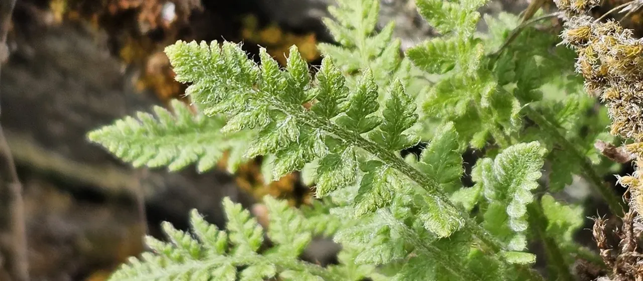 Rusty woodsia