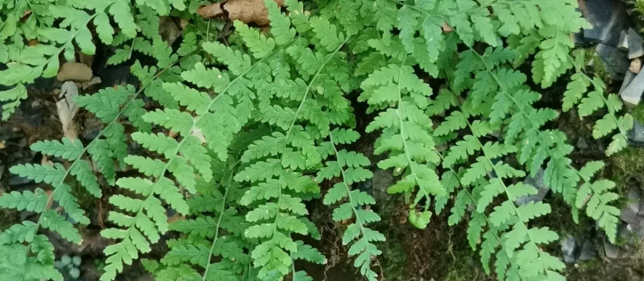 Manchurian woodsia