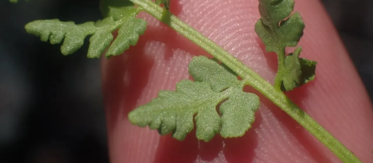 Woodsia oregana