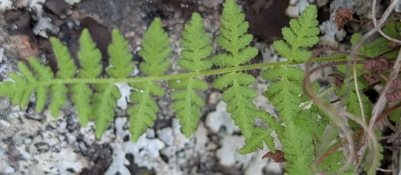 Rocky Mountain woodsia