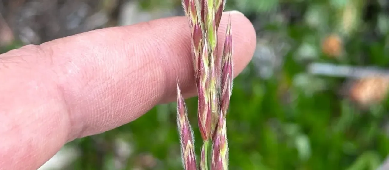 Pumpelly's brome