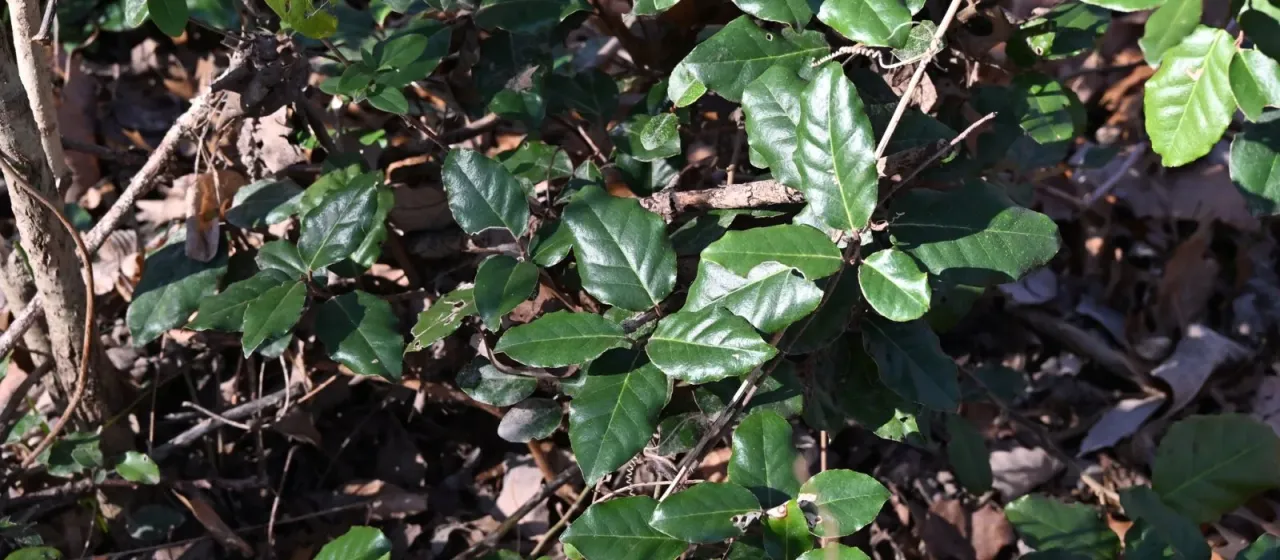 Ebbinge's silverberry