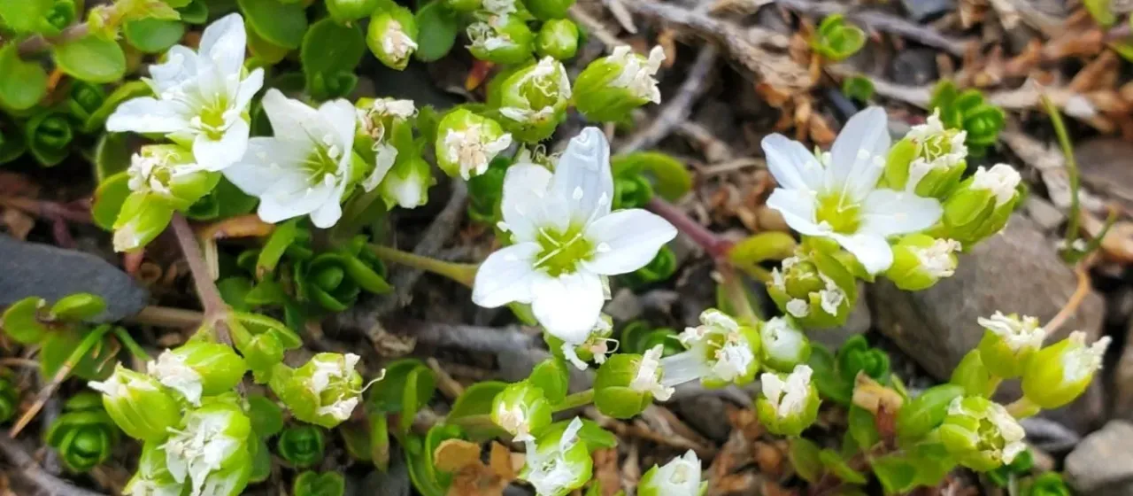 Fringed sandwort
