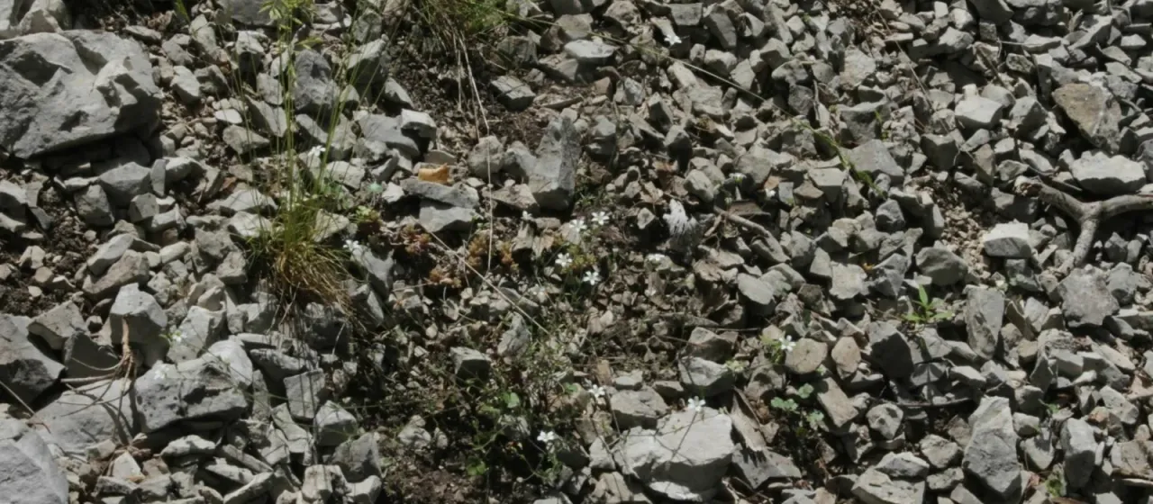 Arenaria cinerea