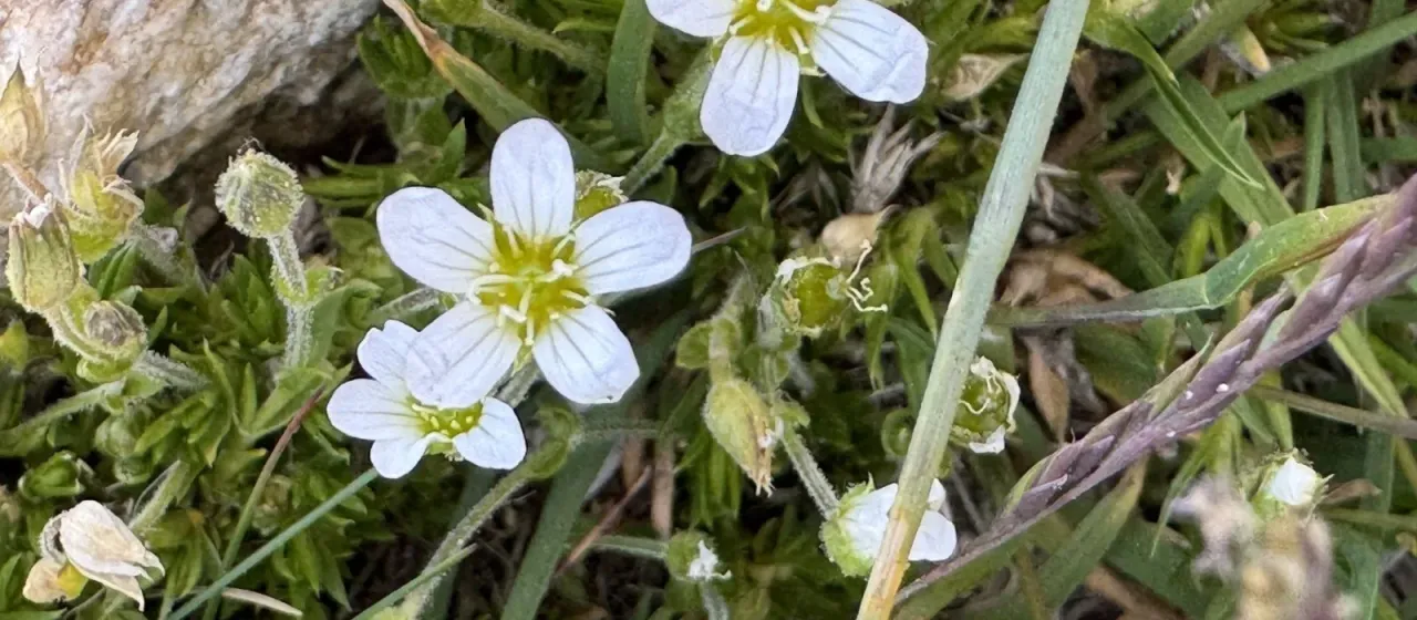 Large-flowered sandwort