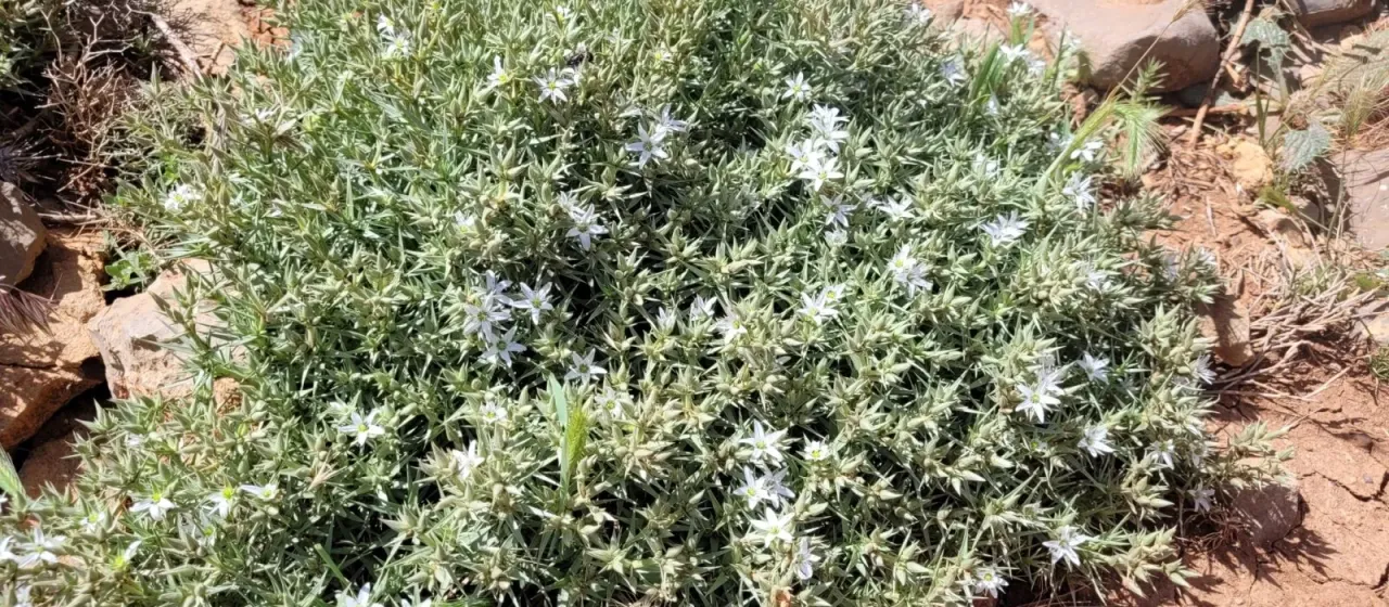Arenaria pungens