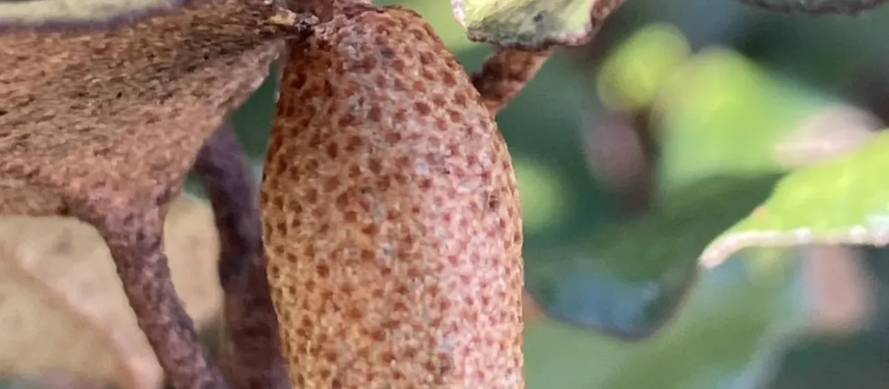 Thorny Olive