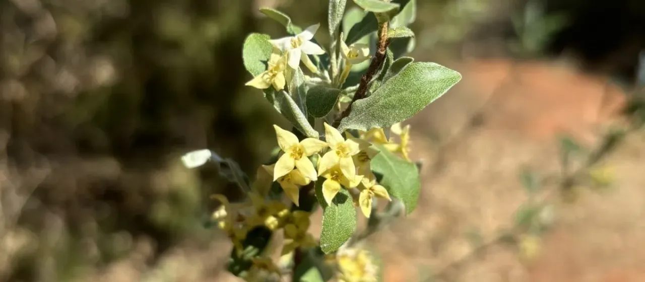 Autumn olive