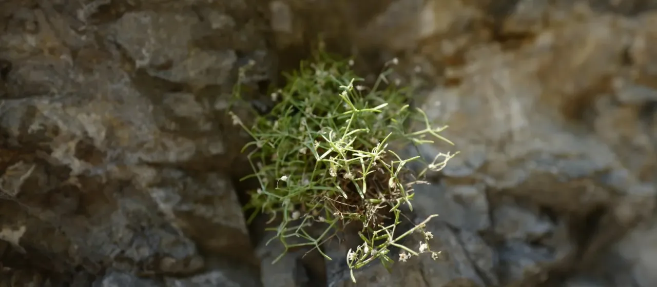 Moehringia bavarica