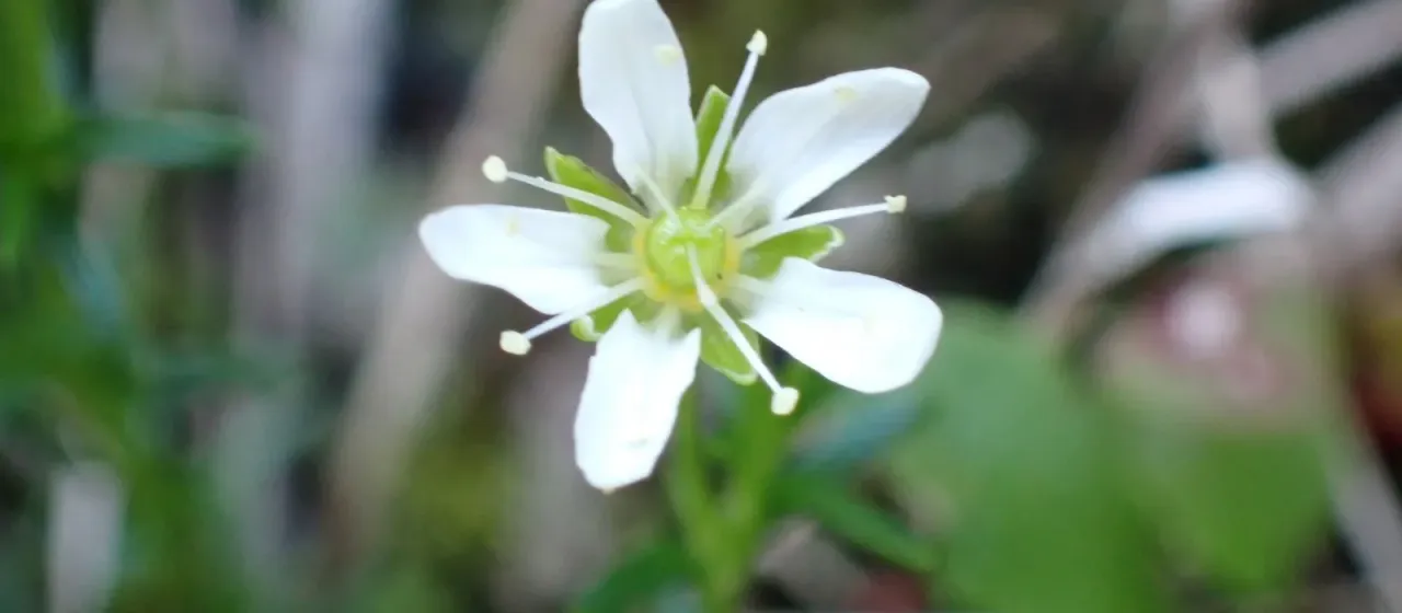 Moehringia ciliata