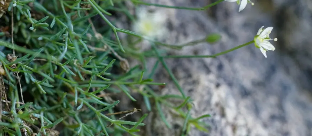 Moehringia glaucovirens