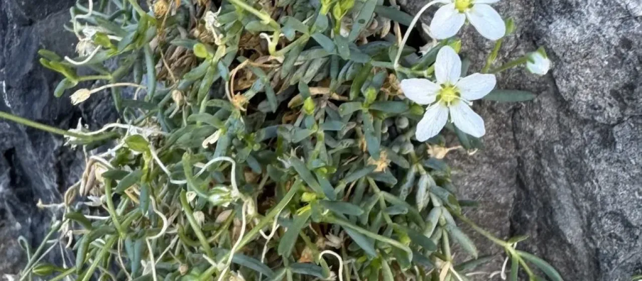 Moehringia insubrica