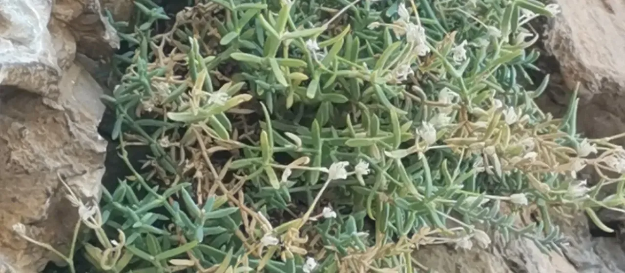 Moehringia tommasinii