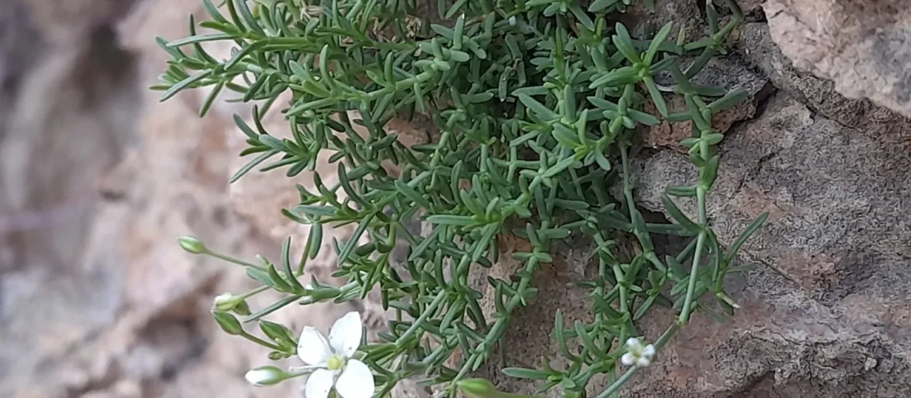 Moehringia sedoides