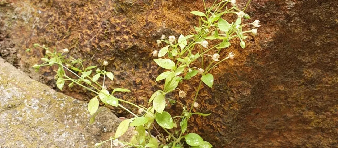Moehringia pentandra