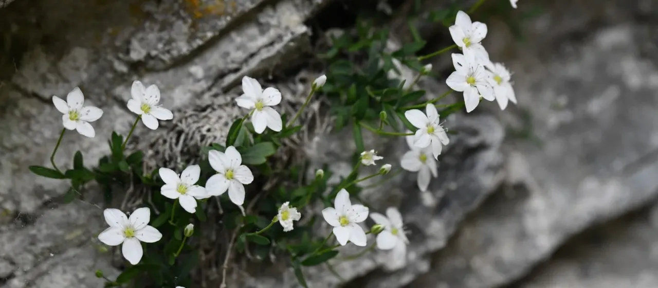 Moehringia lebrunii