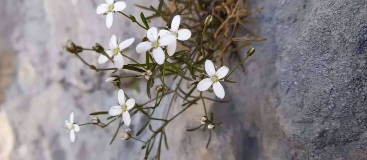 Moehringia intermedia