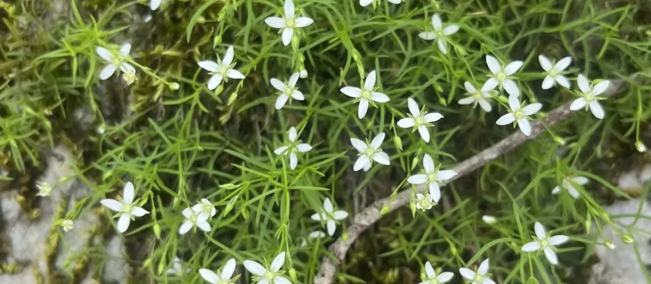 Moehringia muscosa