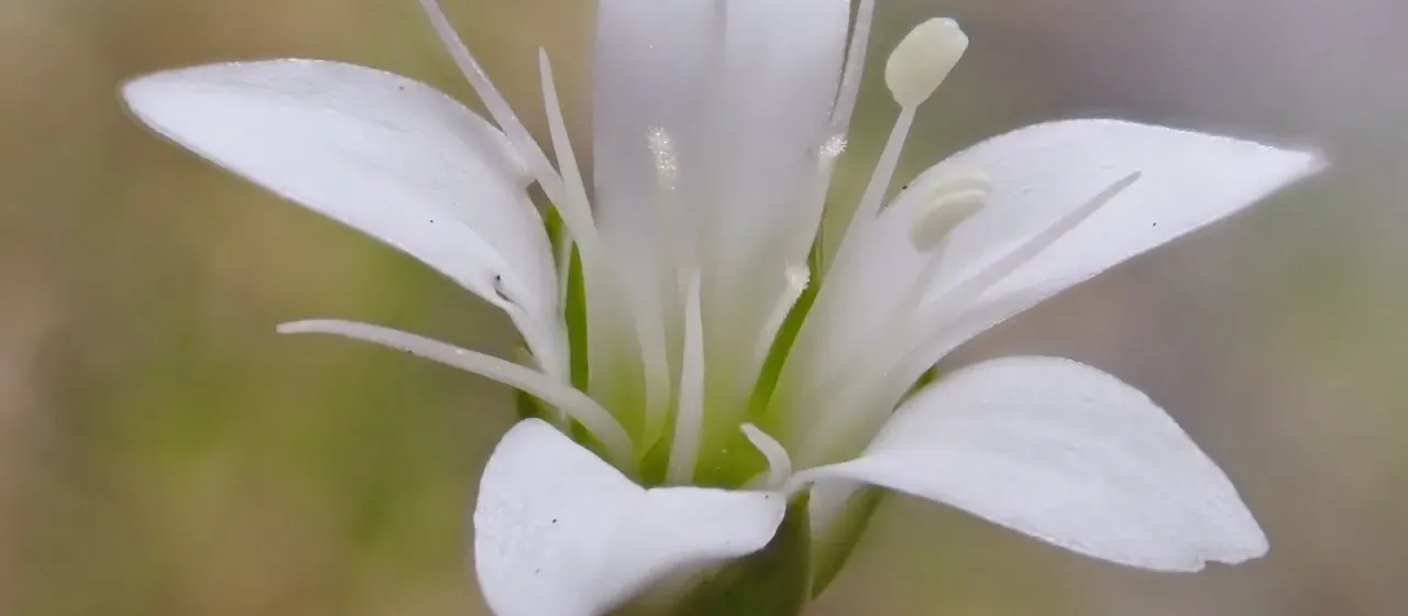 Austrian sandwort