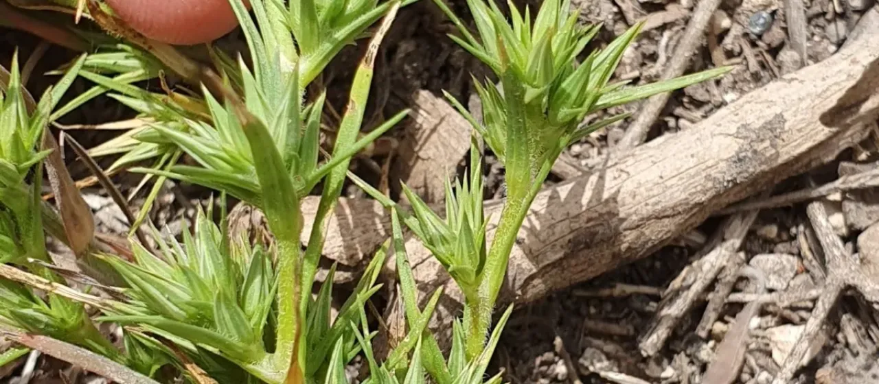 Mountain sandwort