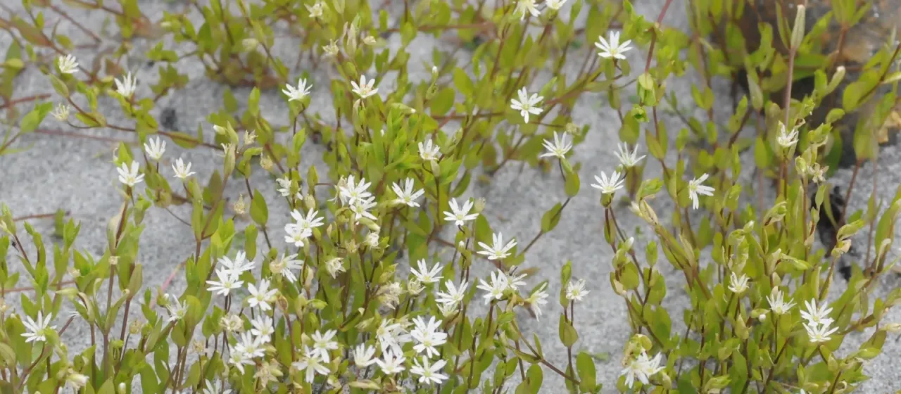 Fleshy stitchwort