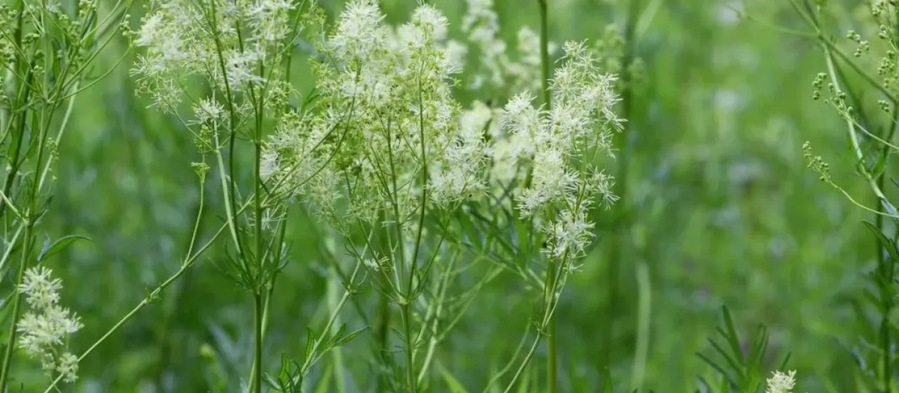 Thalictrum lucidum