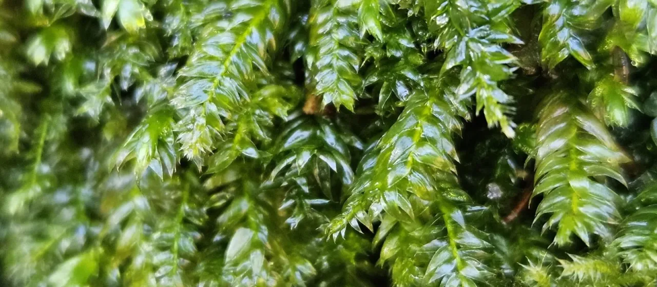 Plagiothecium nemorale