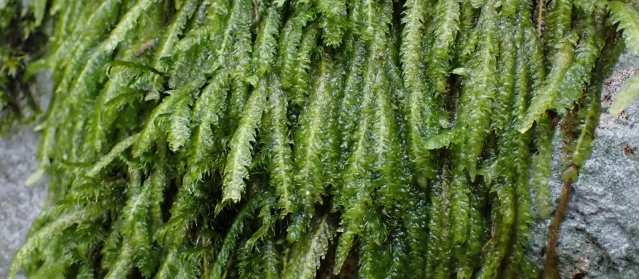 Wavy-leaved moss