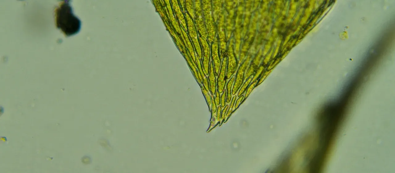 Plagiothecium platyphyllum