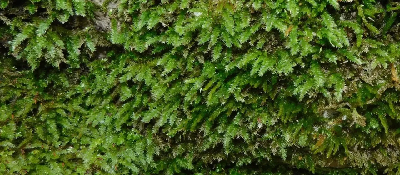 Plagiothecium laetum