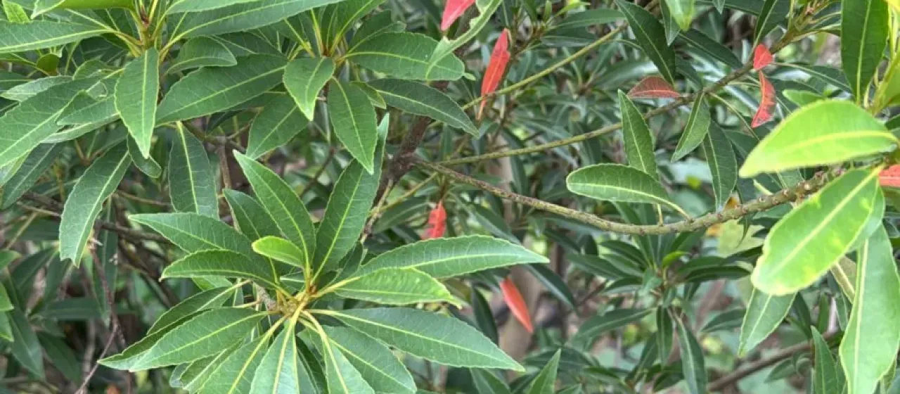 Japanese blueberry tree