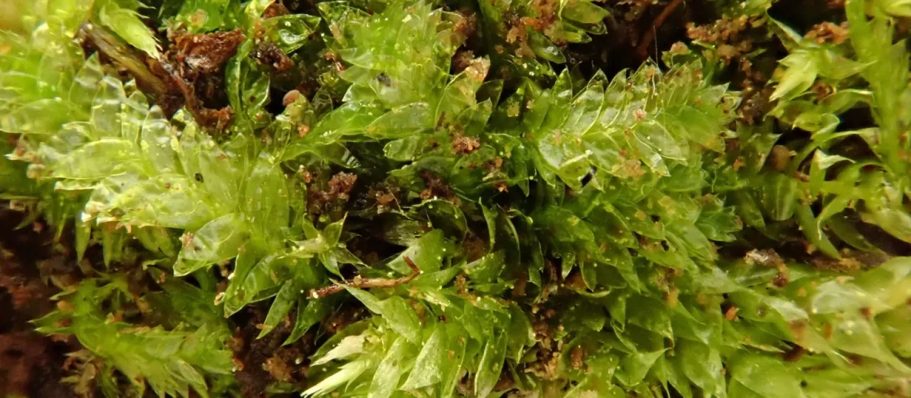 Ruthe's Plagiothecium