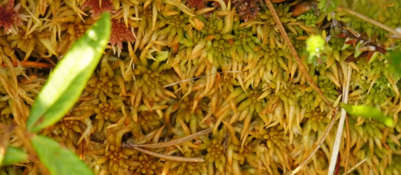 Austin's peat moss