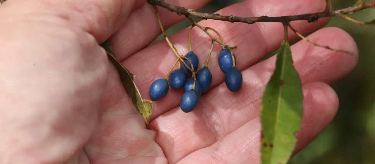 Blueberry ash